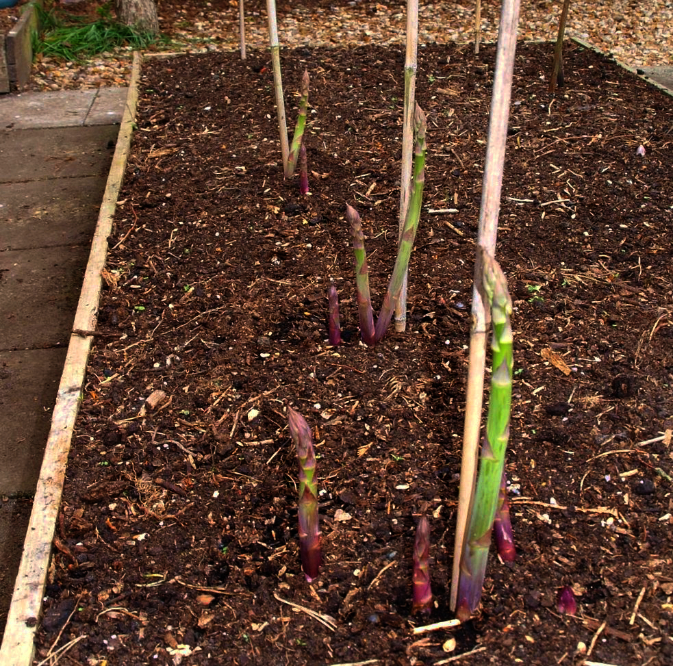 Asparagus in Raised Bed