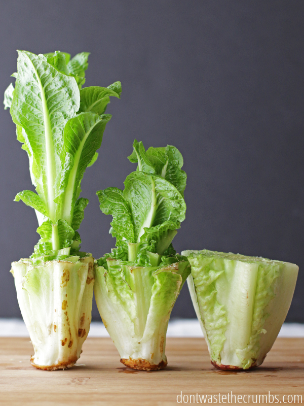 Re-Grow Lettuce
