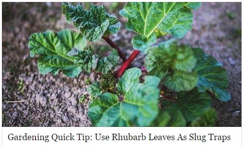 Rhubarb Slug Traps
