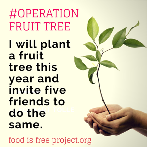 Operation Fruit Tree