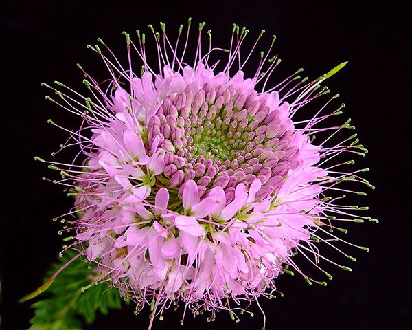 Rocky Mountain Bee Plant closeup